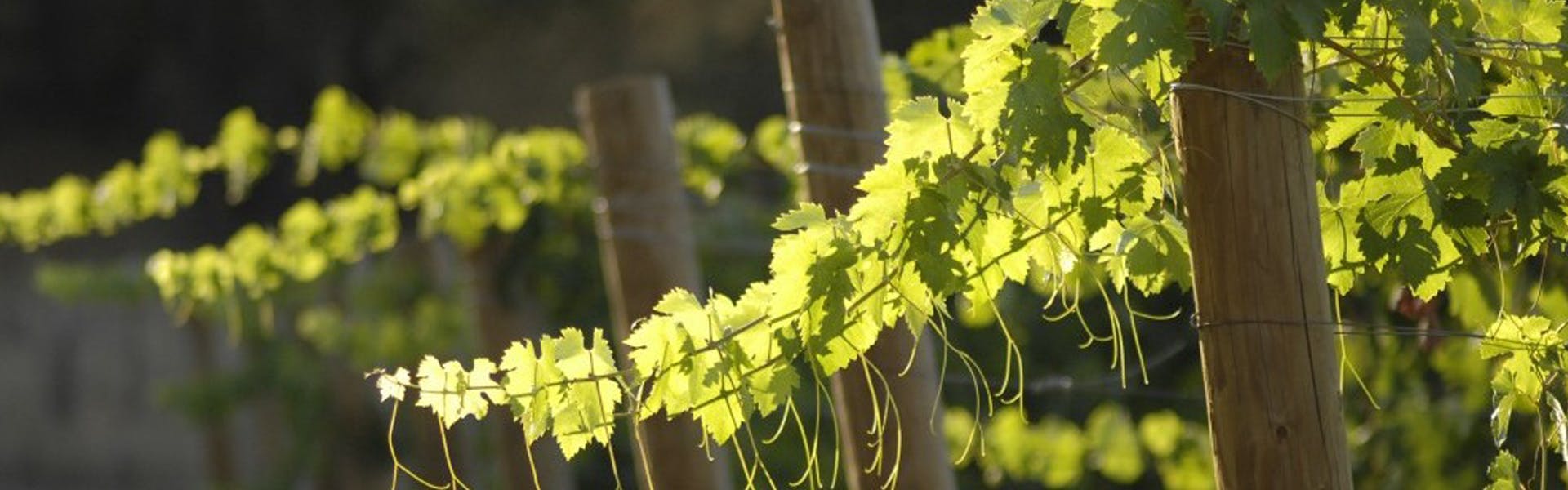 A row of wine grape vines in a vineyard