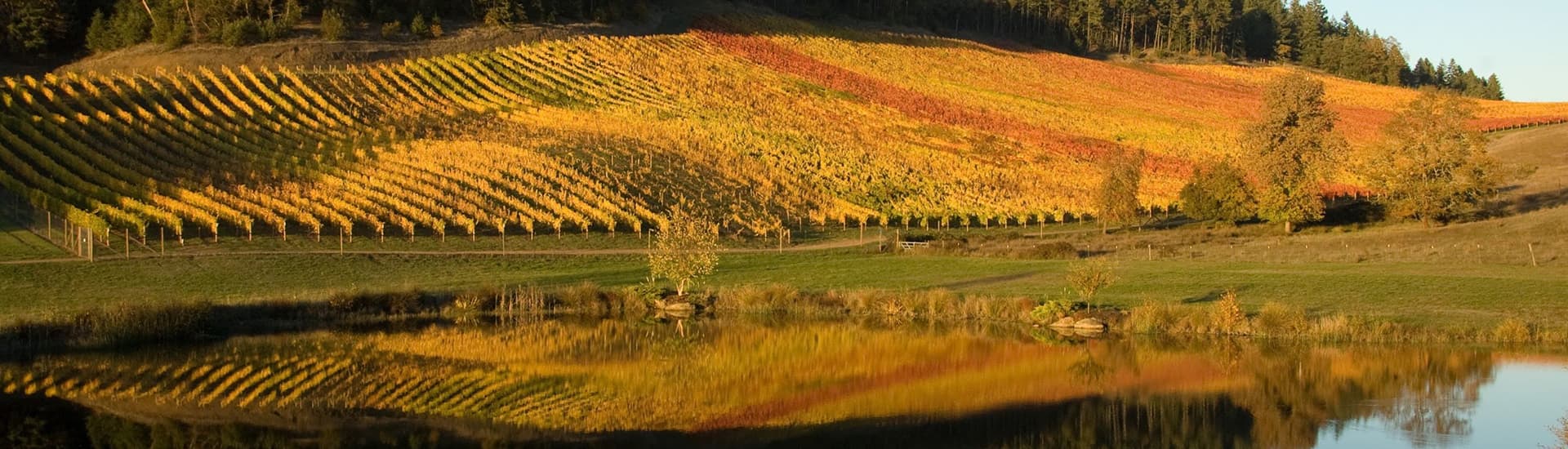 A lake overlooking a vineyard up on a hillside